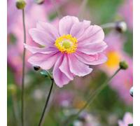 BOTANIC®-Anémone du Japon - Le pot de 9 x 9 cm