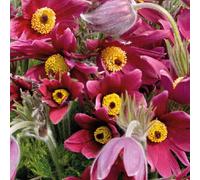 BOTANIC®-Anémone pulsatille rouge - Le pot de 9 x 9 cm