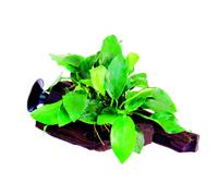 BOTANIC®-Anubias nana sur racine à ventouse