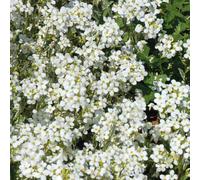 BOTANIC®-Arabette Corbeille D'Argent - Le pot de 9 x 9 cm