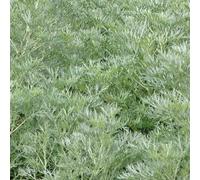 BOTANIC®-Armoise vivace - Le pot de 9 x 9 cm