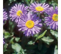 BOTANIC®-Aster des Alpes bleu - Le pot de 9 x 9 cm