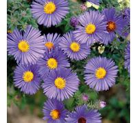 BOTANIC®-Aster Haut Aut - Bleu - Le pot de 9 x 9 cm
