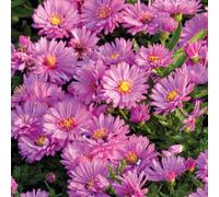BOTANIC®-Aster Haut Aut - Rose - Le pot de 9 x 9 cm