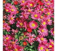 BOTANIC®-Aster Haut Aut - rouge - Le pot de 9 x 9 cm