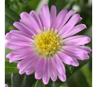 BOTANIC®-Aster - La coupe de 27 cm