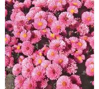 BOTANIC®-Aster Nain Aut - Rose - Le pot de 9 x 9 cm