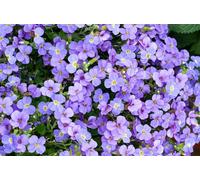 BOTANIC®-Aubriète AXCENT LIGHT BLUE - Le pot de 2 litres