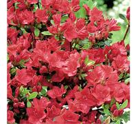 BOTANIC®-Azalea japonica johanna rouge en pot de 5 L