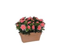 BOTANIC®-Azalea pêche artificielle en jardinière Terra 27,5x13x33 cm