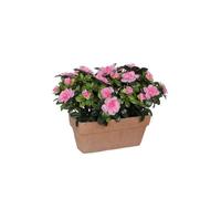 BOTANIC®-Azalea rose clair artificielle en jardinière Terra 27x13x33 cm