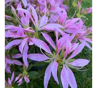 BOTANIC®-Azalée du Japon Koromo Shikibu à fleurs violettes. Le pot de 5 litres