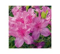 BOTANIC®-Azalée japonaise Chelsoni coloris rose. Le pot de 5 litres.