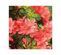BOTANIC®-Azalée japonaise Sakata red coloris rouge. Le pot de 5 litres.