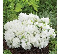 BOTANIC®-Azalée Pleasant White. Le pot de 5 litres
