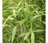 BOTANIC®-Bambou Arundinaria Metake - Pot de 18L