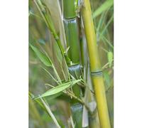 BOTANIC®-Bambou (BAMBOU PHYLLOSTACHYS AUREO. AUREOCAULIS) Le pot de 3 litres