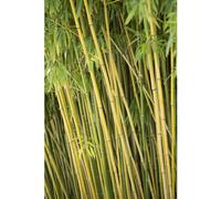 BOTANIC®-Bambou (BAMBOU PHYLLOSTACHYS HUMILIS) Le pot de 7 litres
