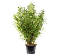 BOTANIC®-Bambou Fargesia Angustissima. Le pot de 12 litres