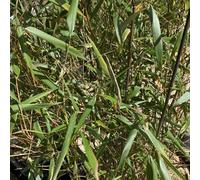 BOTANIC®-Bambou Fargesia Asian Wonder vert. Le pot de 6 litres