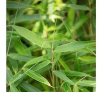 BOTANIC®-Bambou Fargesia Robusta Campbell. Le pot de 5 litres