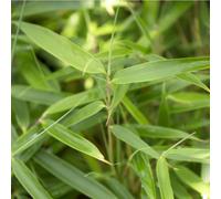BOTANIC®-Bambou Fargesia Robusta en pot de 10 L vert