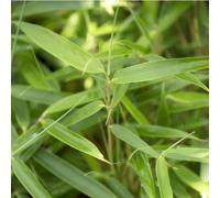 BOTANIC®-Bambou Fargesia Robusta en pot de 5 L vert