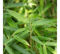 BOTANIC®-Bambou Fargesia Robusta Pingwu. Le pot de 5 litres