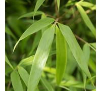 BOTANIC®-Bambou Fargesia Rufa en pot de 10 L vert