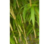 BOTANIC®-Bambou Fargesia rufa vert pot de 5L