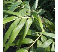 BOTANIC®-Bambou géant 250/300. Le pot de 30 litres