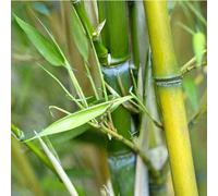 BOTANIC®-Bambou phyllostachys aureosulcata aureocaulis vert pot de 30L