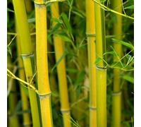 BOTANIC®-Bambou phyllostachys aureosulcata spectabilis vert pot de 15L