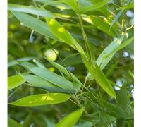 BOTANIC®-Bambou Phyllostachys Bisseti. Le pot de 3 litres
