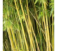 BOTANIC®-Bambou phyllostachys humilis vert pot de 15L