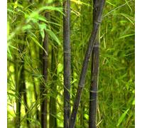 BOTANIC®-Bambou phyllostachys nigra vert pot de 30L
