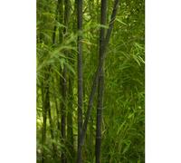 BOTANIC®-Bambou phyllostachys nigra vert pot de 7L