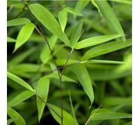 BOTANIC®-Bambou phyllostachys tip top vert pot de 15L