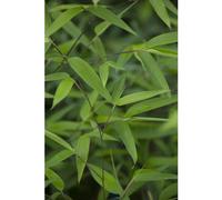 BOTANIC®-Bambou phyllostachys tip top vert pot de 7L