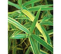 BOTANIC®-Bambou sasa masamuneana albostriata vert pot de 3L