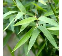 BOTANIC®-Bambou semiarundinaria makinoi vert pot de 15L