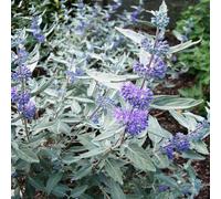 BOTANIC®-Barbe Bleue Sterling Silver (Caryopteris Clandonensis). Le pot de 4 L