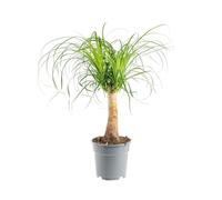 BOTANIC®-Beaucarnea pot diamètre17xH50 cm