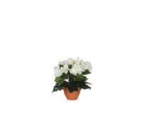 BOTANIC®-Bégonia blanc artificiel en pot Campana Terra H 25 x diamètre 20 cm