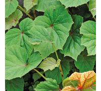 BOTANIC®-Bégonia vivace - Le pot de 9 x 9 cm