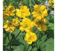 BOTANIC®-Benoite Chiloense jaune - Le pot de 9 x 9 cm