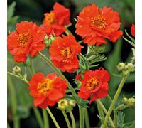 BOTANIC®-Benoite Chiloense rouge - Le pot de 9 x 9 cm