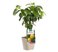 BOTANIC®-Bergamotier Bio. Le pot de 3 litres