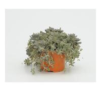 BOTANIC®-Bonnet de fou chinois - Le pot diam 12 cm