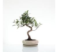 BOTANIC®-Bonsaï botanic Ficus Retusa avec pot et soucoupe - Taille 3,2